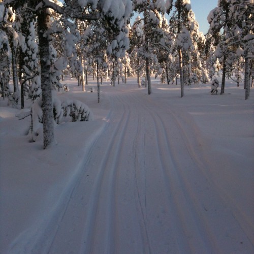 Sörskog 13 jan 1